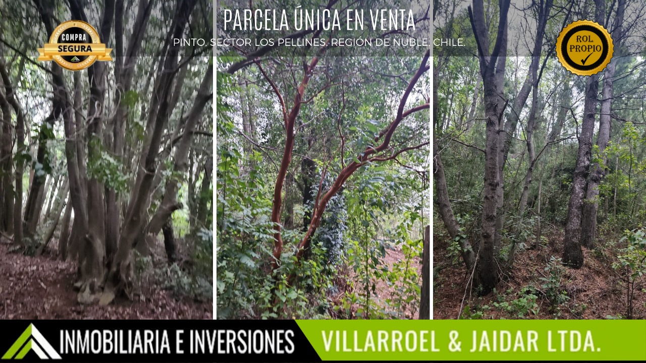 Imagen de WhatsApp 2025-01-10 a las 13.17.22_6bc3a00d